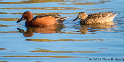 Teal, Cinnamon 20131214_SanJoaquinWA-10.jpg