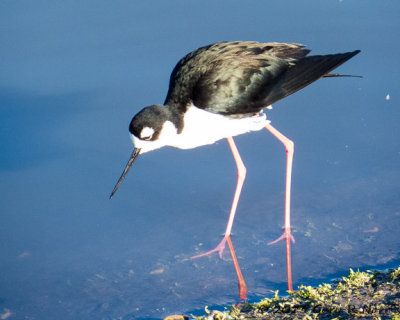 Stilt, Black-necked 20131214_SanJoaquinWA-15.jpg