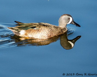 Teal, Blue-winged 20131214_SanJoaquinWA-17.jpg