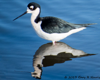 Stilt, Black-necked 20131214_SanJoaquinWA-29-Edit.jpg