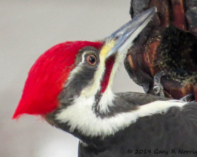 Woodpecker, Pileated 20140131_MBY-131.jpg