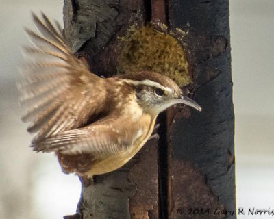 Wren, Carolina 20140131_MBY-17.jpg