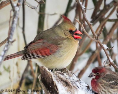 Cardinal, Northern 20140131_MBY-26.jpg