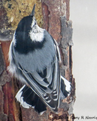 Nuthatch, White-breasted 20140131_MBY-47.jpg