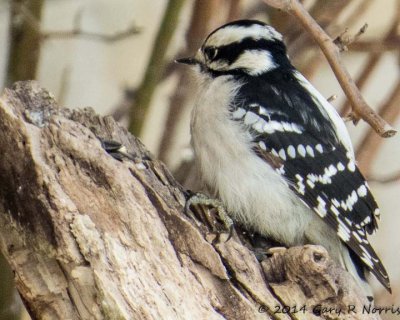 Woodpecker, Harry 20140131_MBY-49.jpg