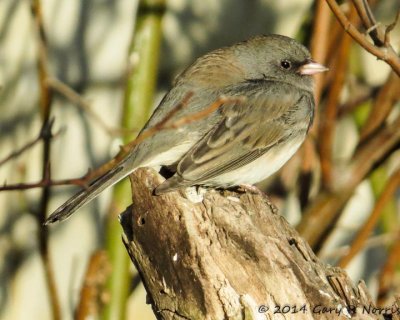 Sparrow, White-throated 20140131_MBY-7.jpg