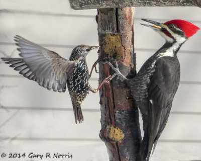 Woodpecker, Pileated 20140131_MBY-87-Edit-2.jpg