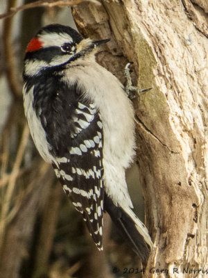 Woodpecker, Downy 20140131_MBY-88.jpg
