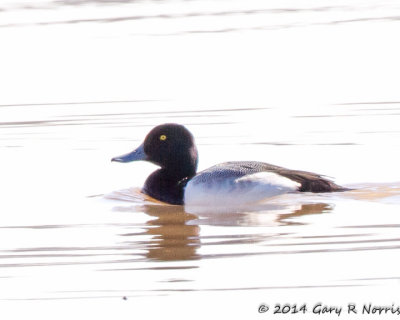 Scaup, Greater 20140213-OhioRiver-29.jpg
