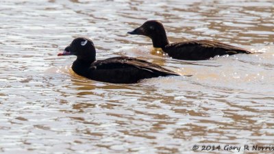 Scoter, White-winged 20140213-OhioRiver-57.jpg