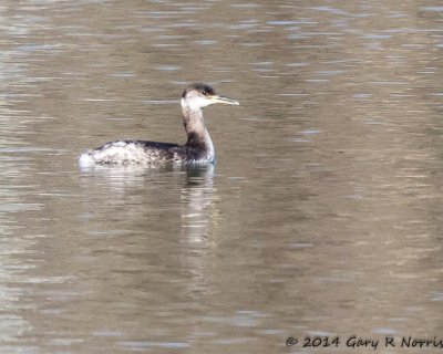 Grebe, Red-necked 20140307_CypressLake-125.jpg