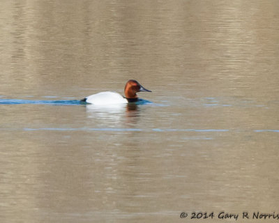 Canvasback 20140307_CypressLake-129.jpg