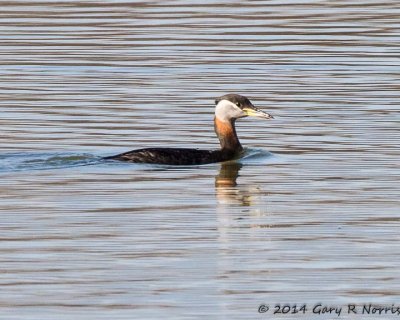 Grebe, Red-necked 20140307_CypressLake-131.jpg