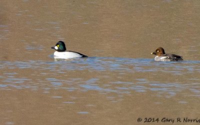 Goldeneye, Common 20140307_CypressLake-198.jpg