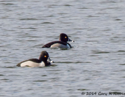 Duck, Ring-necked 20140307_CypressLake-446.jpg