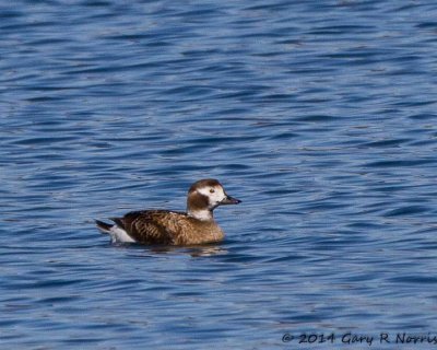 Duck, Long-tailed 20140311_Bartholomew-67.jpg