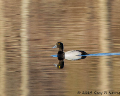 Scaup. Greater 20140315_MNWR-21.jpg