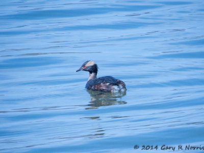 Grebe, Horned 2014020_MBY-24.jpg