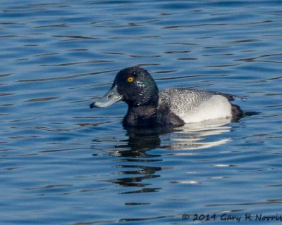 Greater Scaup 2014020_MBY-69-2.jpg