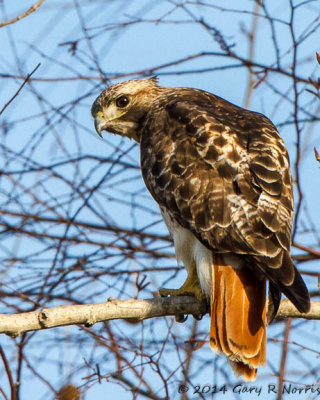 Hawk, Red-tailed 20140321_MNWR-62.jpg