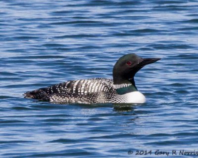 Loon, Common 2014_Mar-112.jpg