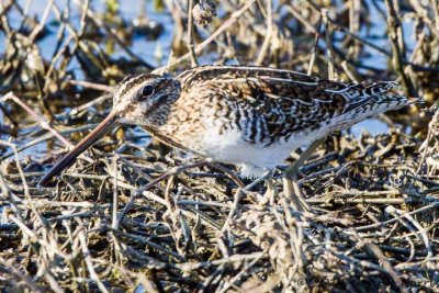 Snipe, Wilson's 2014_Mar_MNWR-121.jpg