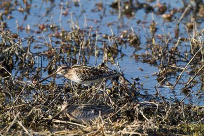 Snipe, Wilson's 2014_Mar_MNWR-132.jpg