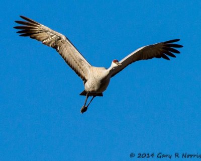 Crane, Sandhill 20140226_-46.jpg