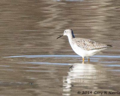 Yellowlegs, Lessor MNWR-18.jpg