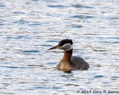 Grebe, Red-throated 11.jpg