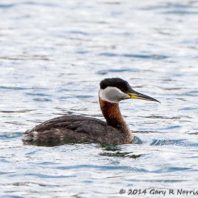 Grebe, Red-throated 19.jpg