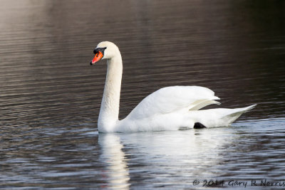 Swan, Mute 9.jpg