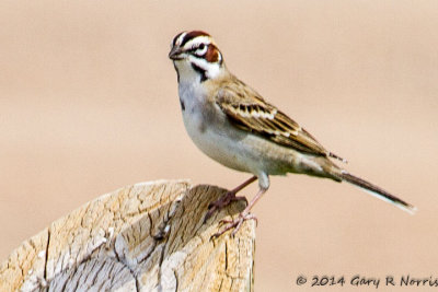 Sparrow, Lark IMG_6815.jpg