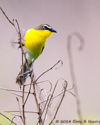 Chat, Yellow-breasted IMG_6910.jpg