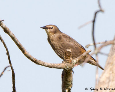 Starling IMG_6967.jpg