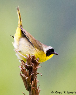 Yellowthroat, Common IMG_7109.jpg