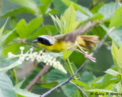 Yellowthroat, Common IMG_7191.jpg