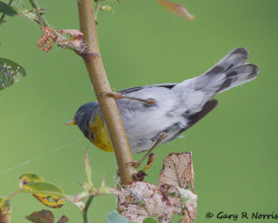 Parula, Northern IMG_7317.jpg