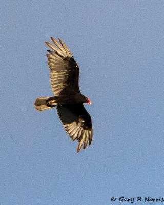 Vulture, Turkey IMG_7245.jpg