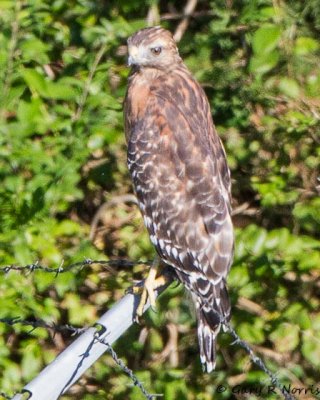 Hawk, Red-shouldered IMG_7874.jpg