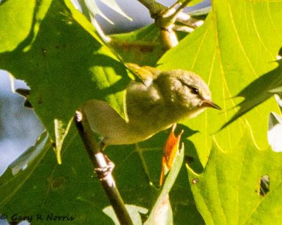 Warbler, Tennessee IMG_7958.jpg