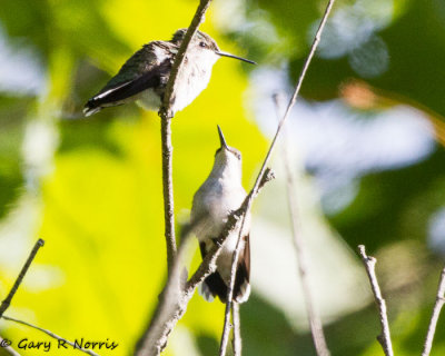 Hummingbird, Ruby-throated IMG_7972.jpg