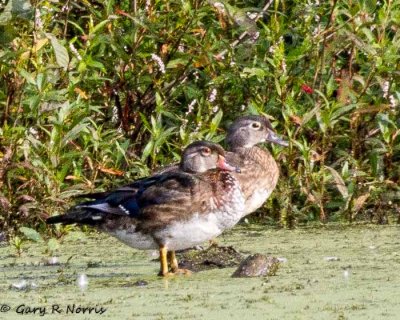 Duck, Wood IMG_8008.jpg