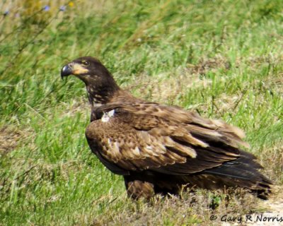 Eagle, Bald IMG_3982.jpg