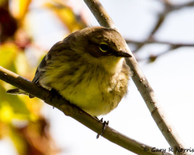 Warbler. Yellow-rumped IMG_8281.jpg