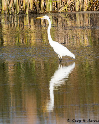 Egret, Great IMG_8564.jpg