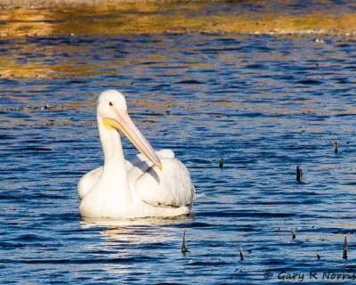 Pelican, American White IMG_8568.jpg