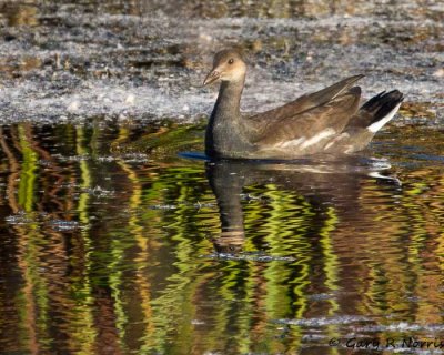 Gallinule, Common IMG_8624.jpg