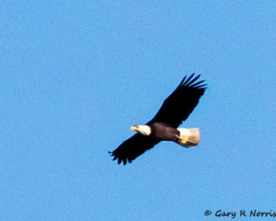 Eagle, Bald IMG_8744.jpg