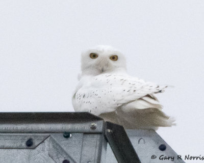 Owl, Snowy AL7A8976.jpg